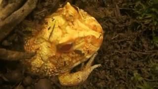 Cranwell's horned frog eating frog