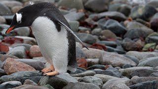 Cruising the Antarctic Peninsula