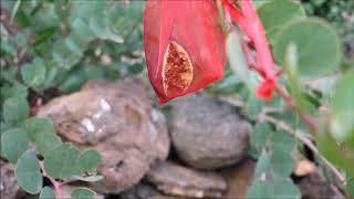 Propagating Caper Seeds with Rosa