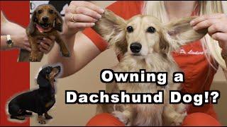 Owning a Dachshund? | The Weiner Dog