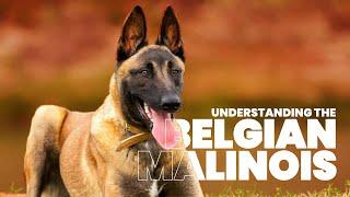 The Ultimate Guide to Belgian Malinois Training & Care