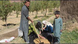 Organic Village Life in Afghanistan| Family Members Preparing For Winter