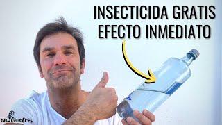 NO LO CONOCES SEGURO! ELIMINA PLAGAS EN SEGUNDOS: INSECTICIDA CASERO, GRATIS Y FÁCIL || en20metros