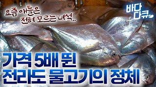 지금은 처음 보는 사람이 많다고? 진짜 흔했던 고기가 몸값 올라 귀족이 됐다 / 만선 병어잡이 / #바다다큐