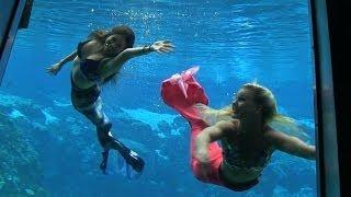 See live mermaids daily at Weeki Wachee Springs State Park