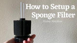 How to Setup a Sponge Filter | Haley Martine