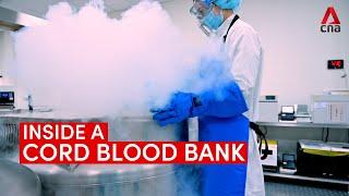 Inside a cord blood bank: How umbilical cord blood is stored at -180 degrees Celsius