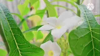 Sounds of heavy rain & wind absolutely refreshing & invigorating in balcony garden@Closetonature_7