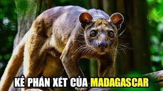 Fossa - Vị Vua Hoang Dã MADAGASCAR | Khám Phá Thế Giới Động Vật Hoang Dã