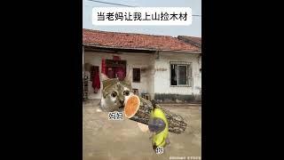 当老妈让我上山捡木材 #猫meme #猫meme小剧场 #万万没想到 #搞笑 #真实改编  #猫meme #搞笑 #人類迷惑行為  #meme #funny #喵哥是萌新