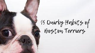 15 Quirky Habits of Boston Terriers