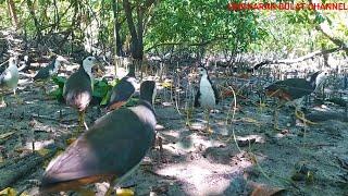 terlalu banyak burung ruak ruak di sini, poin terus sampai tidak di kasih waktu istirahat(bird trap)