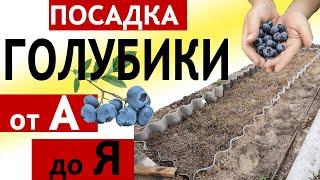 Голубика Посадка и Уход от А до Я || Cажаем Голубику Весной в Открытый Грунт || Состав Cубстрата