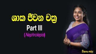 ශාක ජීවන චක්‍ර | Shaaka Jeewanachakra | Plant life cycles | Episode 03 | Nephrolepis | Thenu miss