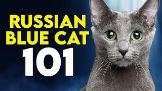 Russian Blue Cat 101 - Learn ALL About Them!