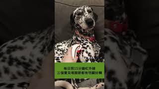 三隻救援狗的晚間光療日常   領養咗三隻有關節問題嘅毛孩後，每晚都會用 Photizo 寵物光療儀做簡單護理。  非入侵式紅光＋近紅外光，操作簡單  加速傷口癒合，減輕骨關節痛  放鬆緊