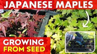 How to Grow Japanese Maple Trees from Seed | Potting Up Seedlings