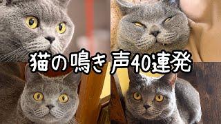 A compilation of 40 various sounds of the British Shorthair.