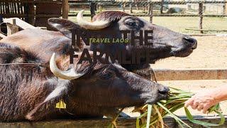 Exploring Laos Farms: Bulls, Pigs, and Fresh Milk