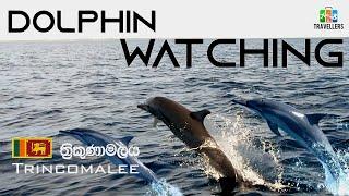 Dolphin Watching | Trincomalee | Sri Lanka | Travellers by Willrich