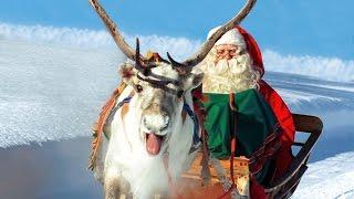 Reindeer of Santa Claus in Lapland Finland Secrets of Father Christmas' reindeer animal video