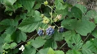 Dewberry (Rubus caesius)