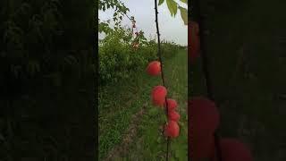 apricot. @Mustang777-i6m #apricots #fruits #fruit
