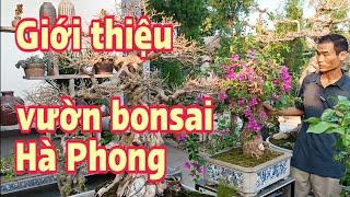 Ra mắt vườn cây của Bonsai Hà Phong 0988 839 661