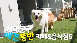 강아지랑 함께 오세요~ 서대문구 애견동반 카페, 음식점 추천 5곳! #반려동물동반카페 #애견동반카페 #서울애견동반 with CLOVA Dubbing