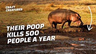 This is Why Hippos Have the Deadliest Poops in the World