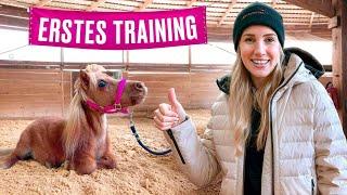 FREIARBEIT & TRICK- Training mit dem TRAININGS- PONY ( 1…Erste EINHEIT !