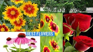 World Famous Flowers | Natural Flowers | Most Beautiful Flowers | Rose Flowers