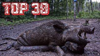 30 Shots in 3 Minutes | Wild Boar Hunting Ep 15