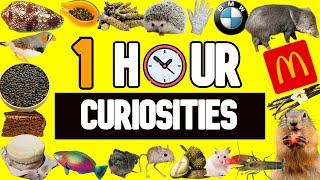 1 HOUR Of UNBELIEVABLE  and CURIOUS FACTS Of The WORLD! | #1