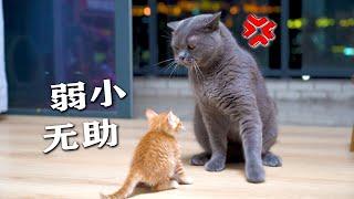 小猫大病初愈，回家竟被大猫欺负？