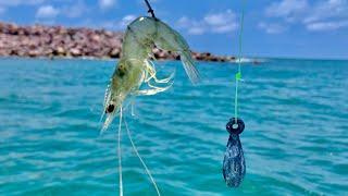 Pesca a FONDO con CAMARÓN en ALTAMAR.