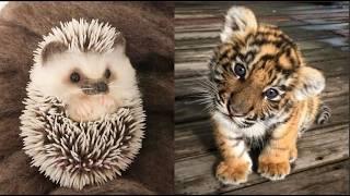 AWW Animals SOO Cute! Cute baby animals Videos Compilation cute moment of the animals #5