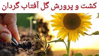 بهترین روش برای کشت و پرورش گل آفتاب گردان | باغبان آزاد