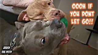 Pitbull Brothers Fighting For Ball Gets Intense!! Cutest Dogs On YouTube!