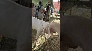 Bakra Mandi l Bakra Mandi Pakistan I Bakra Mandi Lahore I Bakra Mandi 2025 #goat #bakra #animals