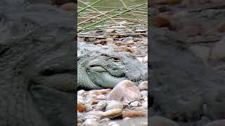 Wild Life Sadhana Talk DHYANI Guruji & AGNI Aghora Kali #aghora #wildindia #wildnepal