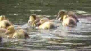 Mallard Ducklings