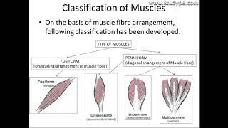 Muscle, its types & functions