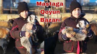 Maştaga Qoyun Bazarı 1000 manata Qoc