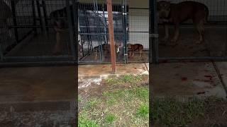 Pitbull attacks Hyena (INSTANT REGRET)  #nbf #nbfkennel #texas #hyena #pitbull #attack #omg