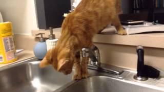 Kitten trying to grab water out of the faucet