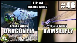 Dragonfly vs. Damselfly : The Differences Between | KNOW #46