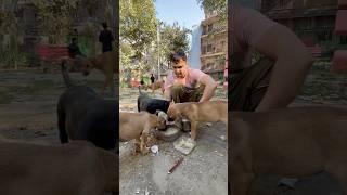 Feeding Stray Dogs Healthy Meal #dog #feed #shorts #puppies #love #feedingfurfriends