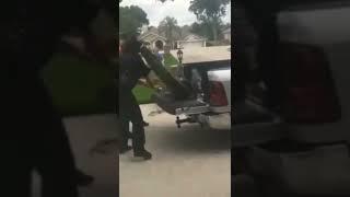 Alligator headbutts a cop and tail whips another as its being loaded in the back of a pickup truck