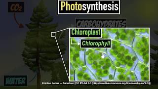 Photosynthesis | Life processes | Biology | Khan Academy